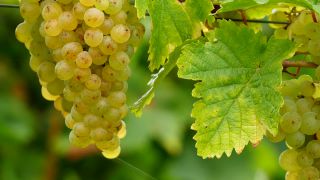 Link to Video | grape, autumn, berry, fruit picking, alcoholic beverage, vineyard, viticulture, wine, fruit, cultivation, winegrower