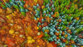 Link to Video | landscape, color, tree, bird's-eye view, autumn, territorial entity, landscape element, season, landform, multicolored, high-angle shot, forest, aerial shot, woody plant, geographic region