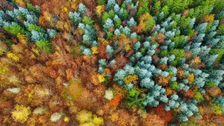 Link to Video | landscape, color, tree, bird's-eye view, autumn, territorial entity, landscape element, season, landform, multicolored, high-angle shot, forest, aerial shot, woody plant, geographic region
