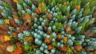 Link zum Video | Landschaft, Farbe, Baum, Vogelperspektive, Herbst, Gebiet, Landschaftselement, Jahreszeit, Landform, bunt, Aufsicht, Wald, Luftaufnahme, Gehölz, Region