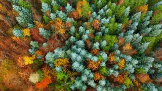 Link to Video | landscape, color, tree, bird's-eye view, autumn, territorial entity, landscape element, season, landform, multicolored, high-angle shot, forest, aerial shot, woody plant, geographic region