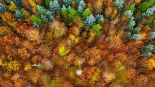 Link to Video | landscape, color, tree, bird's-eye view, autumn, territorial entity, landscape element, season, landform, multicolored, high-angle shot, forest, aerial shot, woody plant, geographic region