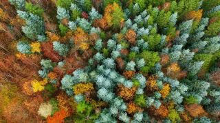 Link to Video | landscape, color, tree, bird's-eye view, autumn, territorial entity, landscape element, season, landform, multicolored, high-angle shot, forest, aerial shot, woody plant, geographic region
