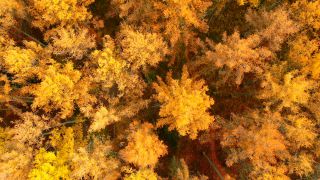 Link to Video | landscape, color, tree, bird's-eye view, autumn, territorial entity, landscape element, season, landform, multicolored, high-angle shot, forest, aerial shot, woody plant, geographic region