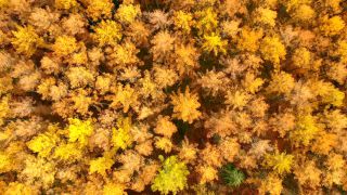 Link to Video | landscape, color, tree, bird's-eye view, autumn, territorial entity, landscape element, season, landform, multicolored, high-angle shot, forest, aerial shot, woody plant, geographic region