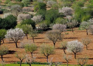 Link to Photo | province of Spain, island, Southern Europe, Europe, Balearic Islands, Mallorca