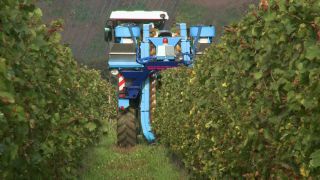 Link to Video | Moselle, Upper Moselle, Germany, harvest, vineyard, viticulture, Vollernter