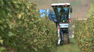 Link to Video | Moselle, Upper Moselle, Germany, harvest, vineyard, viticulture, Vollernter