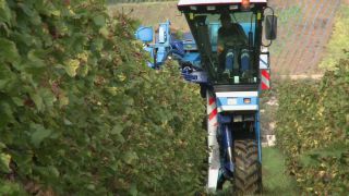 Link to Video | Moselle, Upper Moselle, Germany, harvest, vineyard, viticulture, Vollernter
