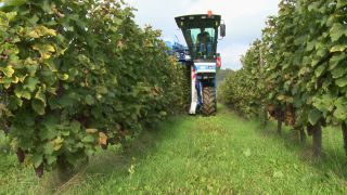 Link to Video | Moselle, Upper Moselle, Germany, harvest, vineyard, viticulture, Vollernter