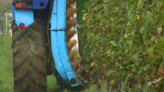 Link to Video | Moselle, Upper Moselle, Germany, harvest, vineyard, viticulture, Vollernter