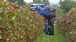 Link to Video | Moselle, Upper Moselle, Germany, harvest, vineyard, viticulture, Vollernter