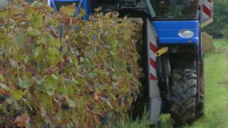 Link to Video | Moselle, Upper Moselle, Germany, harvest, vineyard, viticulture, Vollernter