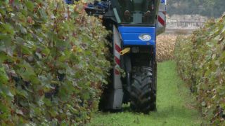 Link to Video | Moselle, Upper Moselle, Germany, harvest, vineyard, viticulture, Vollernter