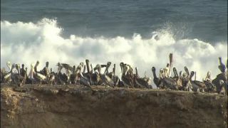 Link to Video
