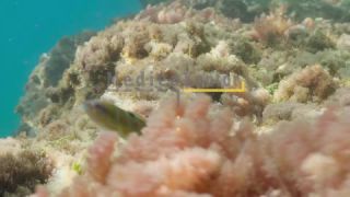 Link to Video | sea, Kefalonia, color, 4K resolution, liquid water, Mediterranean Sea, 2021, Mediterranean Basin