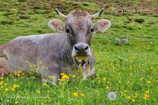 Link to Photo | cow, livestock bell, Alps, summer, Allgäu, productive animal, Ruminantia, Braunvieh, animal, meadow, cattle