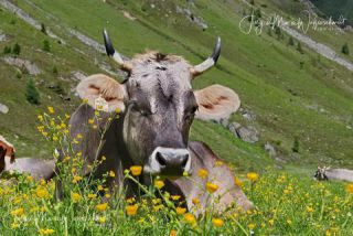Link to Photo | cow, livestock bell, Alps, summer, Allgäu, productive animal, Ruminantia, Braunvieh, animal, meadow, cattle