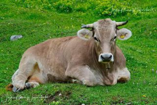 Link to Photo | cow, livestock bell, Alps, summer, Allgäu, productive animal, Ruminantia, Braunvieh, animal, meadow, cattle