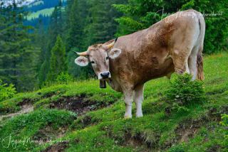 Link to Photo | cow, livestock bell, Alps, summer, Allgäu, productive animal, Ruminantia, Braunvieh, animal, meadow, cattle