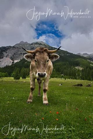 Link to Photo | cow, livestock bell, Alps, summer, Allgäu, productive animal, Ruminantia, Braunvieh, animal, meadow, cattle