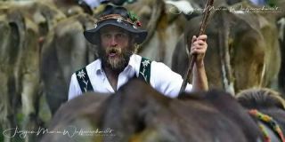 Link to Photo | culture, annual event, JMW, Oberstaufen, Alps, autumn, recurring event, Allgäu, Germany, custom, Thalkirchdorf, Almabtrieb, tourist attraction, Braunvieh, tradition, cattle