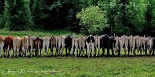 Link to Photo | culture, annual event, JMW, Oberstaufen, Alps, autumn, recurring event, Allgäu, Germany, custom, Thalkirchdorf, Almabtrieb, tourist attraction, Braunvieh, tradition, cattle