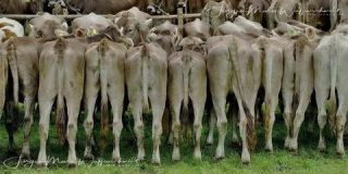 Link to Photo | culture, annual event, JMW, Oberstaufen, Alps, autumn, recurring event, Allgäu, Germany, custom, Thalkirchdorf, Almabtrieb, tourist attraction, Braunvieh, tradition, cattle