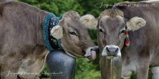 Link to Photo | culture, annual event, JMW, Oberstaufen, Alps, autumn, recurring event, Allgäu, Germany, custom, Thalkirchdorf, Almabtrieb, tourist attraction, Braunvieh, tradition, cattle