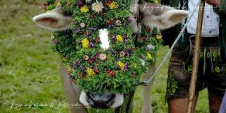 Link to Photo | Oberallgäu, culture, annual event, JMW, Oberstaufen, Alps, autumn, recurring event, Allgäu, Germany, color, 4K resolution, custom, Thalkirchdorf, Almabtrieb, 2024, tourist attraction, day, Prealps, Braunvieh, tradition, cattle, Bavaria