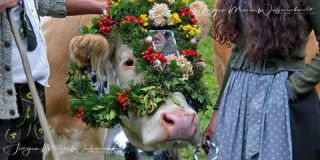 Link to Photo | culture, annual event, JMW, Oberstaufen, Alps, autumn, recurring event, Allgäu, Germany, custom, Thalkirchdorf, Almabtrieb, tourist attraction, Braunvieh, tradition, cattle
