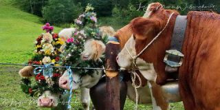 Link to Photo | culture, annual event, JMW, Oberstaufen, Alps, autumn, recurring event, Allgäu, Germany, custom, Thalkirchdorf, Almabtrieb, tourist attraction, Braunvieh, tradition, cattle