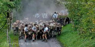 Link to Photo | Oberallgäu, landscape, culture, annual event, JMW, Oberstaufen, Alps, autumn, recurring event, Allgäu, Germany, time-lapse photography, color, 4K resolution, custom, Thalkirchdorf, Almabtrieb, 2024, tourist attraction, day, Prealps, Braunvieh, nature, tradition, cattle, Bavaria