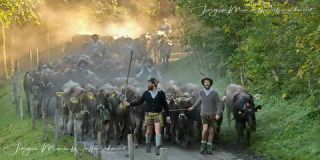 Link to Photo | culture, annual event, JMW, Oberstaufen, Alps, autumn, recurring event, Allgäu, Germany, custom, Thalkirchdorf, Almabtrieb, tourist attraction, Braunvieh, tradition, cattle
