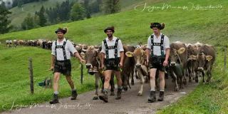 Link to Photo | culture, annual event, JMW, Oberstaufen, Alps, autumn, recurring event, Allgäu, Germany, custom, Thalkirchdorf, Almabtrieb, tourist attraction, Braunvieh, tradition, cattle