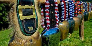 Link to Photo | culture, annual event, JMW, Oberstaufen, Alps, autumn, recurring event, Allgäu, Germany, custom, Thalkirchdorf, Almabtrieb, tourist attraction, Braunvieh, tradition, cattle