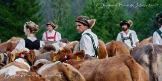 Link to Photo | culture, annual event, JMW, Oberstaufen, Alps, autumn, recurring event, Allgäu, Germany, custom, Thalkirchdorf, Almabtrieb, tourist attraction, Braunvieh, tradition, cattle