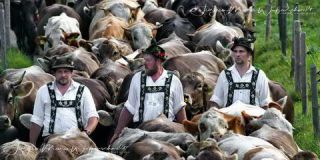 Link to Photo | culture, annual event, JMW, Oberstaufen, Alps, autumn, recurring event, Allgäu, Germany, custom, Thalkirchdorf, Almabtrieb, tourist attraction, Braunvieh, tradition, cattle