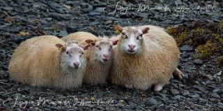 Link to Photo | productive animal, Iceland, Ovis, Icelandic sheep, unmanned aerial vehicle, animal