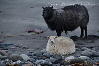 Link to Photo | productive animal, Iceland, Ovis, Icelandic sheep, unmanned aerial vehicle, animal