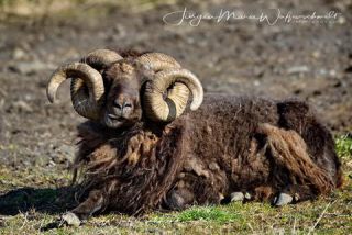 Link to Photo | productive animal, Iceland, Ovis, Icelandic sheep, unmanned aerial vehicle, animal