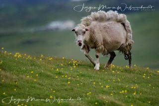 Link to Photo | productive animal, Iceland, Ovis, Icelandic sheep, unmanned aerial vehicle, animal