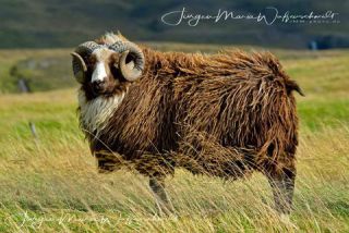 Link to Photo | productive animal, Iceland, Ovis, Icelandic sheep, unmanned aerial vehicle, animal