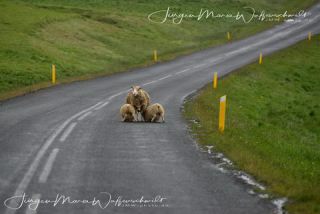 Link to Photo | productive animal, Iceland, Ovis, Icelandic sheep, unmanned aerial vehicle, animal