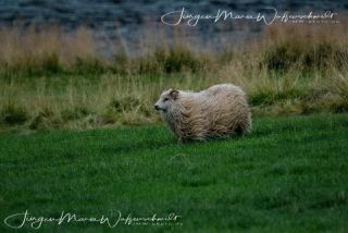 Link to Photo | productive animal, Iceland, Ovis, Icelandic sheep, unmanned aerial vehicle, animal