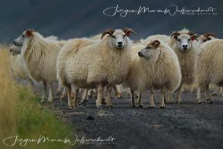 Link to Photo | productive animal, Iceland, Ovis, Icelandic sheep, unmanned aerial vehicle, animal