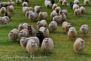 Link to Photo | productive animal, Iceland, Ovis, Icelandic sheep, unmanned aerial vehicle, animal