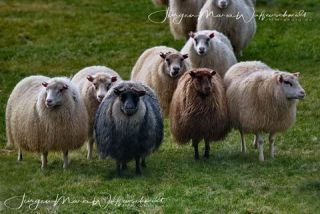 Link to Photo | productive animal, Iceland, Ovis, Icelandic sheep, unmanned aerial vehicle, animal
