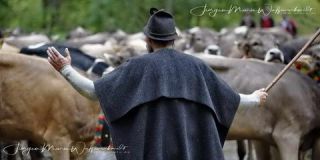Link to Photo | culture, annual event, JMW, Oberstaufen, Alps, autumn, recurring event, Allgäu, Germany, custom, Thalkirchdorf, Almabtrieb, tourist attraction, Braunvieh, tradition, cattle