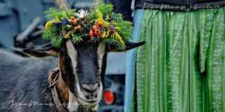 Link to Photo | culture, annual event, JMW, Oberstaufen, Alps, autumn, recurring event, Allgäu, Germany, custom, Thalkirchdorf, Almabtrieb, tourist attraction, Braunvieh, tradition, cattle